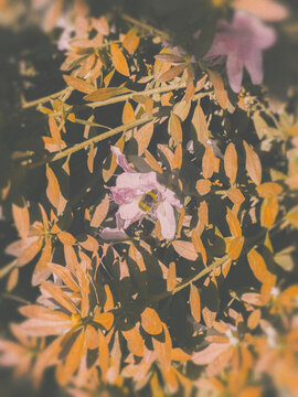 autumn leaves on the wall with bee on a flower