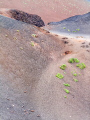 Close-up of vibrant green vegetation growing on the colorful volcanic slopes of Mount Etna under soft light. Sicily, Italy. Copy space
