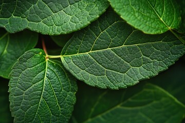 Fototapeta premium Closeup of dark glossy green leaves nature photography lush environment macro view botanical beauty