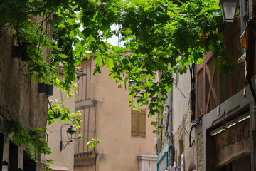 Fototapeta premium A grape vine growing from one side of the street to the other in the French city of Carcassonne in Aude Occitanie Southern France