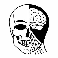 human skull isolated on white