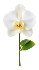 Elegant White Orchid Flower with Yellow Center and Green Leaves