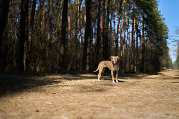 Staffordshire terrier dog standing on a wide path in a pine forest. Selective focus.