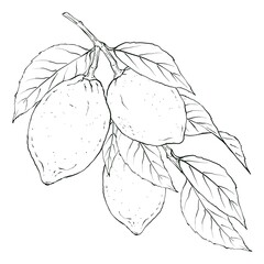 Hand drawn ink lemon branch. Botanical vintage illustration isolated on white background. Fresh Italian fruits.
