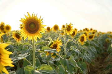 A field of sunflowers basks in bright sunlight. Large, bright yellow blooms dominate the foreground, with more sunflowers extending into the background. Lush green leaves surround the sunflowers.