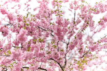Obraz premium cherry blossom in spring, pink sakura flowers on tree