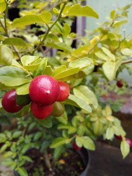 Bonsai ornamental plant which is also known as kingkit orange, ranti orange, or kiah lime (Triphasia trifolia), has small fruit which is red when ripe, small green leaves, compound.