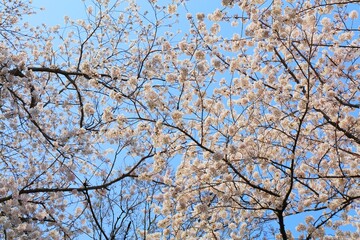 Jinhae cherry blossom background in Korea