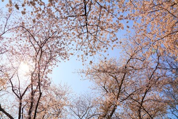 Cherry blossom background in South Korea