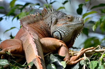 Close-up of green iguana, or common iguana (Iguana iguana), among the vegetation