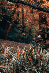 Autumnal Scenes