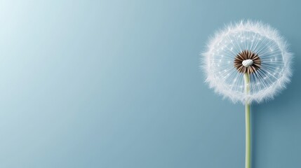 Fototapeta premium Delicate dandelion blooms stand out against a soft pastel green and blue background, creating a serene and calming effect