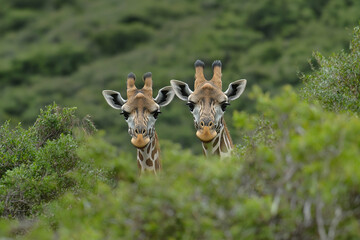 A close-up of two giraffes