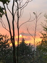 sunset in the forest