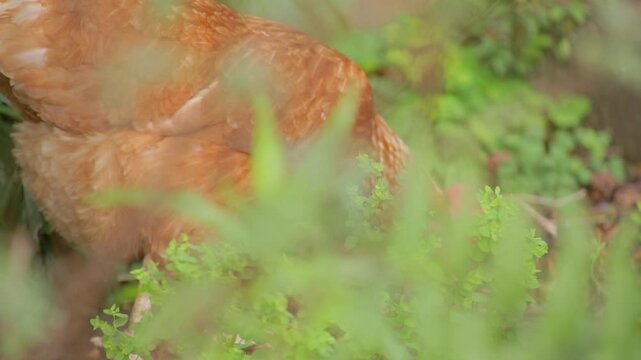 Close-up of a chicken foraging in a garden in Stroud, England.