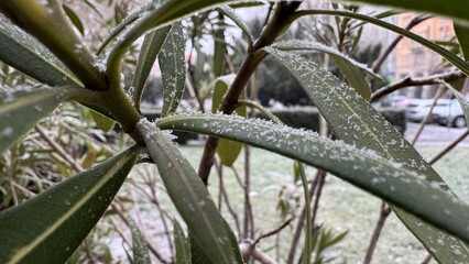 Exotic plants covered with snow 