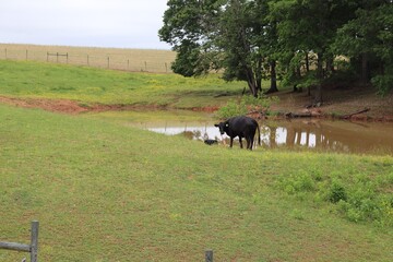 cows in a meadow