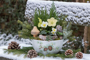 Weihnachts-Arrangement mit Christrosen, Koniferen, einer Kerze und Holzfliegenpilz im Wintergarten