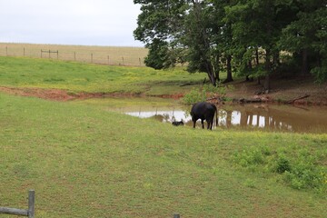 cows on a farm