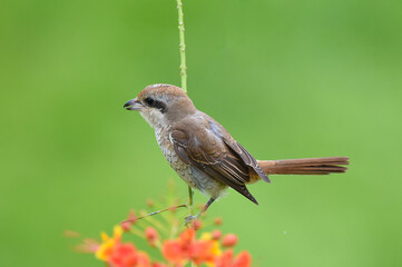 Fototapeta premium Brown Shrike