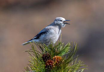 Clark's Nutcracker