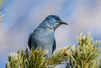 Pinyon Jay