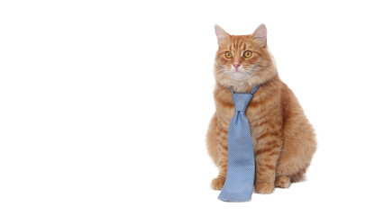 Fototapeta premium Ginger Cat wearing blue tie . Funny gentleman cat in a blue tie. Copy space. Smart cat. Day of knowledge, study, science student.