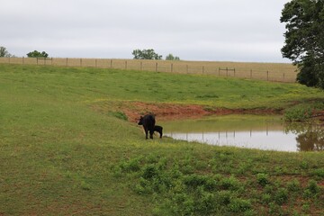 Mother and baby cow.