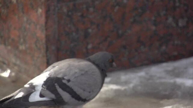 Pigeon dans la ville sale