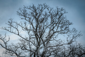 A tree with bare branches dusted with snow stands against a cloudy winter sky. The intricate patterns of the branches create a serene and natural composition.