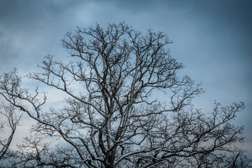 A tree with bare branches dusted with snow stands against a cloudy winter sky. The intricate patterns of the branches create a serene and natural composition.