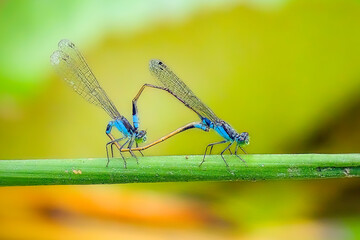 Blue-tailed damselfly (Ischnura elegans) mating - 