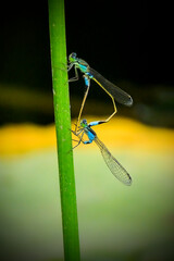 Blue-tailed damselfly (Ischnura elegans) mating - 