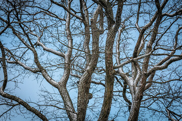 A tree with bare branches dusted with snow stands against a cloudy winter sky. The intricate patterns of the branches create a serene and natural composition.