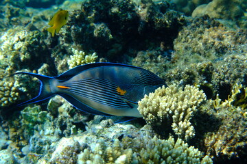 Sohal or Red Sea surgeonfish (Acanthurus sohal) undersea, Red Sea, Egypt, Sharm El Sheikh, Montazah Bay