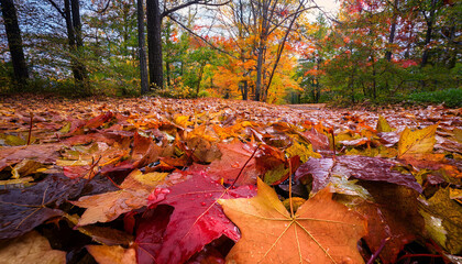 fallen leaves create a colourful cloak at the ground highlighted by using raindrops from the latest shower minnesota america of the usa