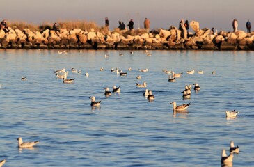 Seagulls over the Black Sea in Varna in winter