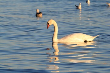 Swans in the Black Sea near the city of Varna (Bulgaria) at sunset
