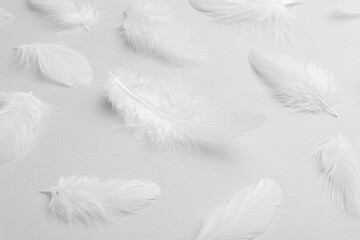 Obraz premium Beautiful fluffy feathers on light grey background, closeup
