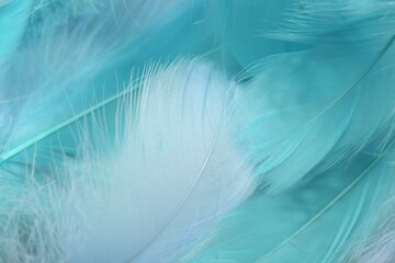 Many beautiful feathers as background, closeup view