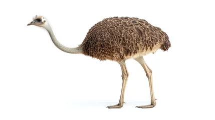 Gardinen Side view full body length portrait of emu ostrich animal isolated on white background. big large africa wildlife flightless bird with long neck, standing, safari fauna, curiosity. © Infinity Lens