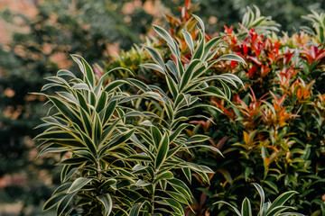 Obraz premium Autumn bokeh