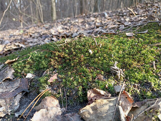  An island of green moss in the forest, among fallen leaves. High quality photo