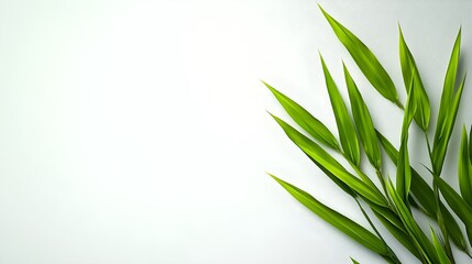 Naklejka premium Fresh Green Bamboo Leaves on Subtle White Background for Design