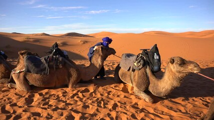 Africa, Morocco, Merzouga 6,01,2025 
tourists visit and take an adventurous trip to the Sahara desert with a Berber guide they go to the sand dunes desert riding camels - Powered by Adobe
