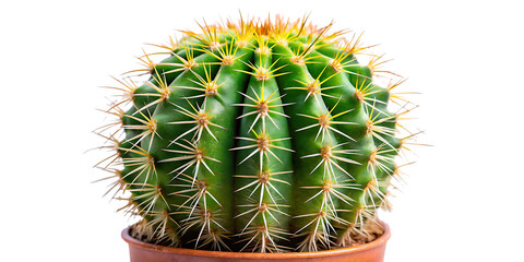 cactus on isolated white background PNG.AI GENERATED