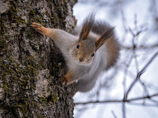 A squirrel sitting on a tree trunk looking attentively at the camera