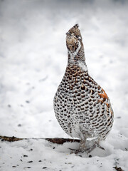 A female hazel grouse perching on the snow in the forest