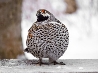 A male hazel grouse perching on the bench in the forest