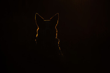 silhouette of a dog